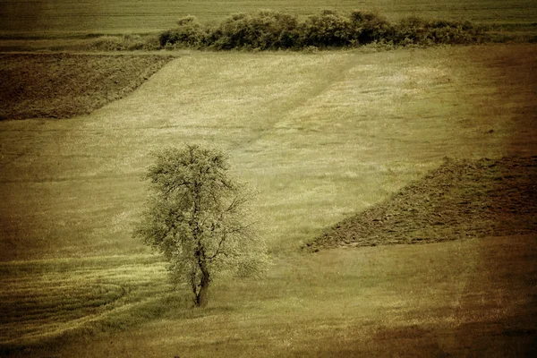 Vintage meadows photo — Stock Photo, Image