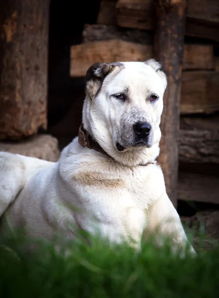 Guarda cão alabai — Fotografia de Stock