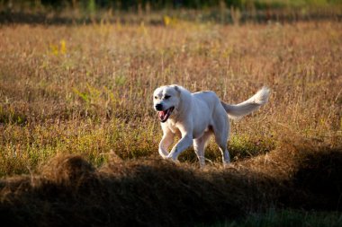 büyük alabai runing 
