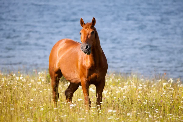 Cheval et lac — Photo