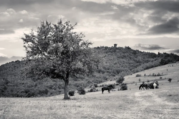 BW-tájkép lovakkal — Stock Fotó