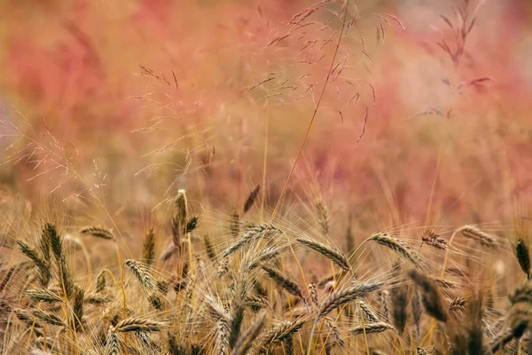 Gouden weiden patroon — Stockfoto