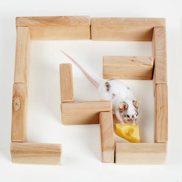 Smart mouse in maze looking for cheese — Stock Photo, Image