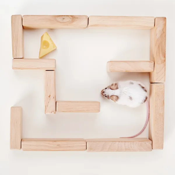 Mouse inteligente em labirinto à procura de queijo — Fotografia de Stock