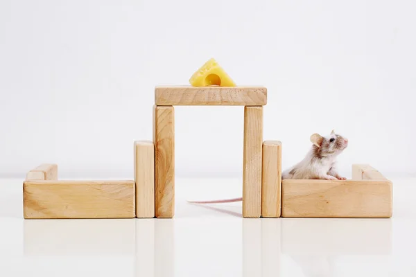 White mouse and house — Stock Photo, Image