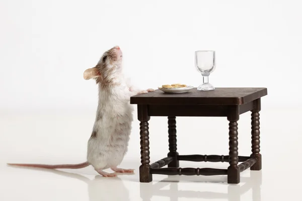 Mouse dines at the table — Stock Photo, Image