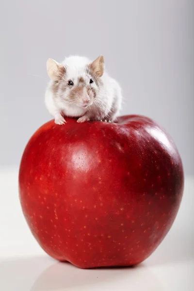 Pequeno rato engraçado em grande maçã vermelha — Fotografia de Stock