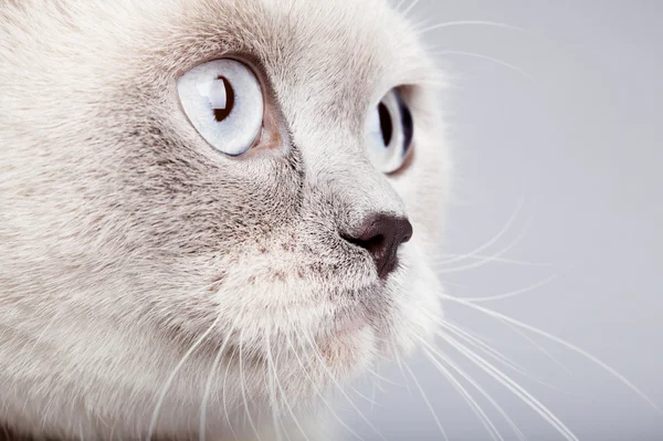 Fechar-se de gato de cabelo curto britânico — Fotografia de Stock