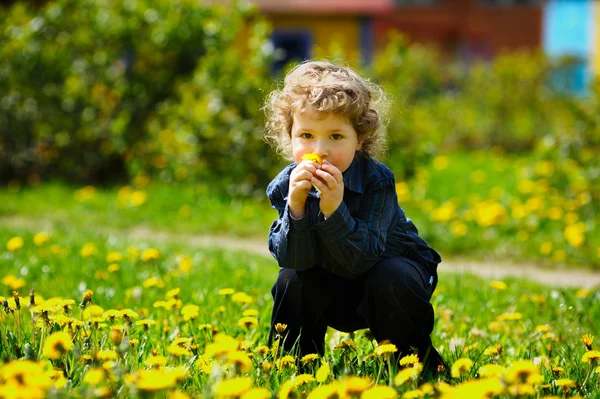 Mały chłopiec w pole kwiatów — Zdjęcie stockowe