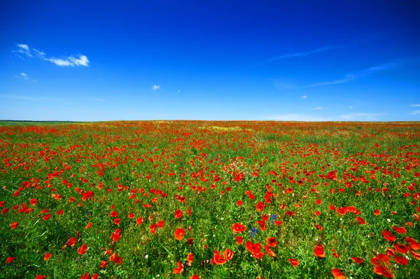 Beautiful poppy field — Stock Photo, Image