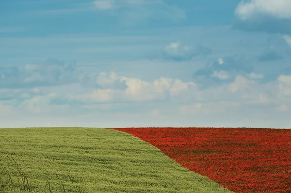 Hermoso campo de amapola — Foto de Stock