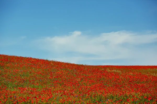 Beautiful poppy field — Stock Photo, Image