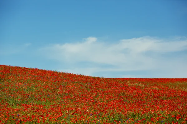 Hermoso campo de amapola — Foto de Stock