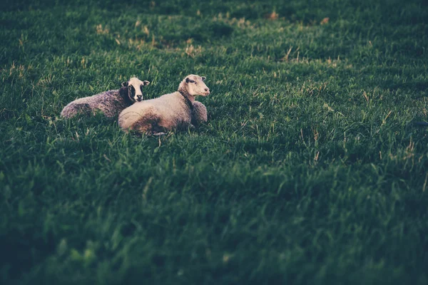 Deux moutons reposant sur la pelouse — Photo