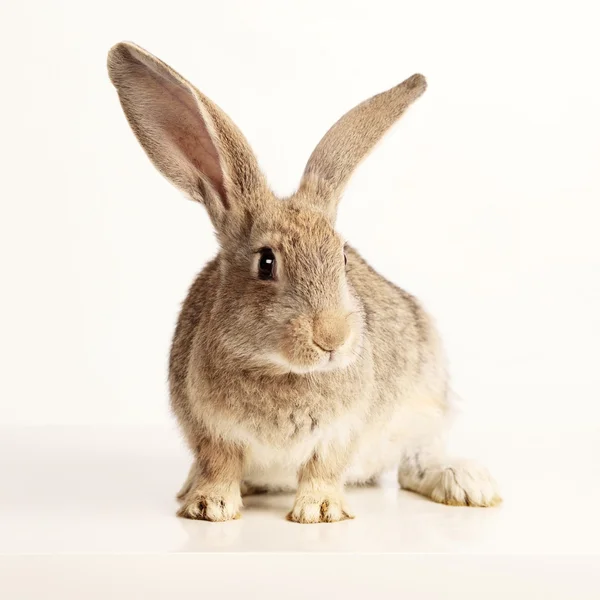 Kanin på vit bakgrund — Stockfoto