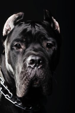 büyük köpek İtalyan cane corso