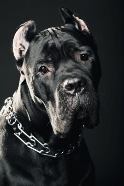 büyük köpek İtalyan cane corso