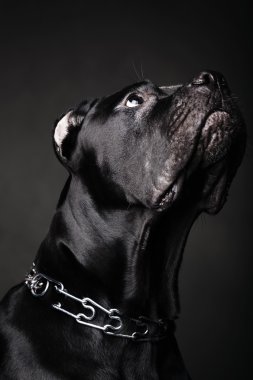 büyük köpek İtalyan cane corso
