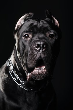 büyük köpek İtalyan cane corso