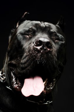 büyük köpek İtalyan cane corso
