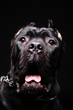 büyük köpek İtalyan cane corso