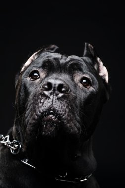 büyük köpek İtalyan cane corso