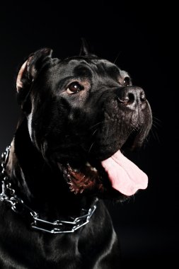 büyük köpek İtalyan cane corso