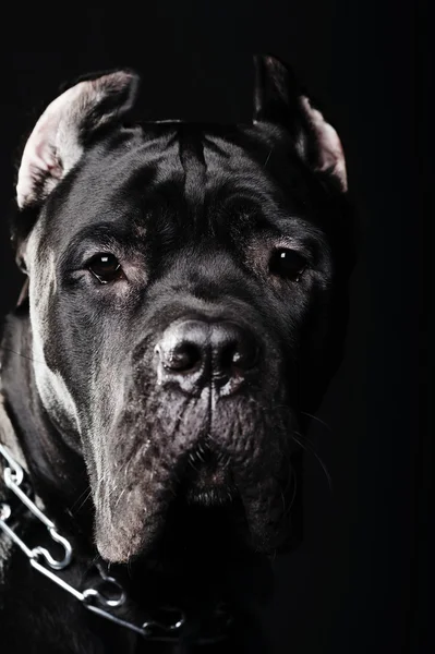 Büyük köpek İtalyan cane corso — Stok fotoğraf