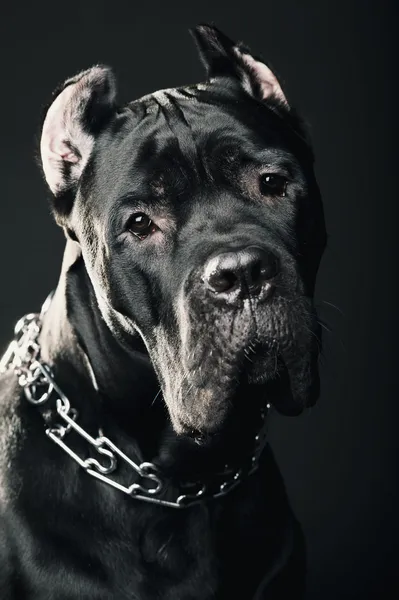 Προεκπαίδευση σκύλου ιταλική μεγάλο σκύλο — Φωτογραφία Αρχείου