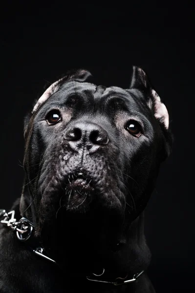 Großer Hund italienischer Zuckerrohrkorso — Stockfoto