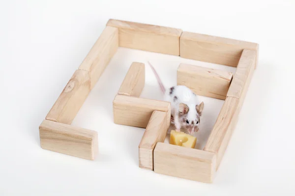 Mouse in maze looking for cheese — Stock Photo, Image