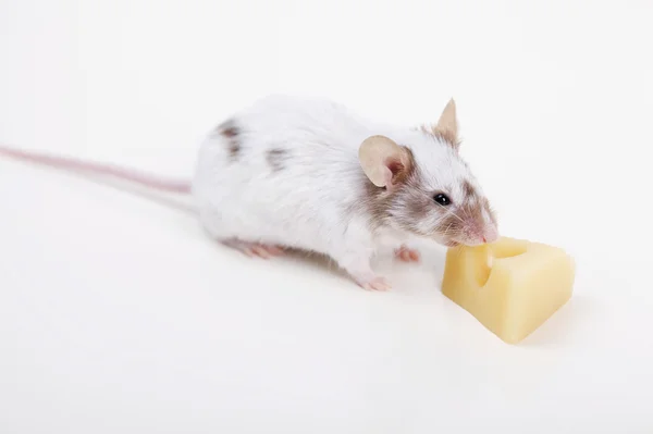 Little mouse on white — Stock Photo, Image