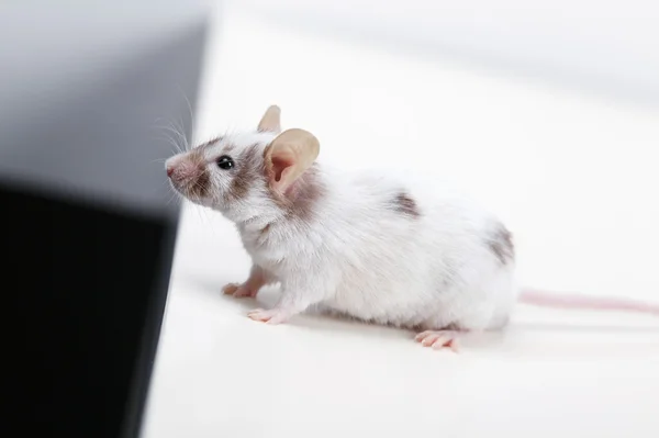 Little mouse on white — Stock Photo, Image