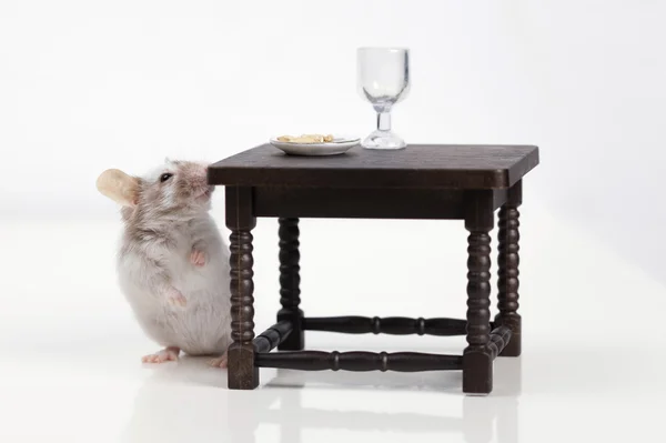 Mouse dines at the table — Stock Photo, Image