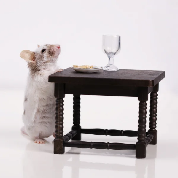 Mouse dines at the table — Stock Photo, Image