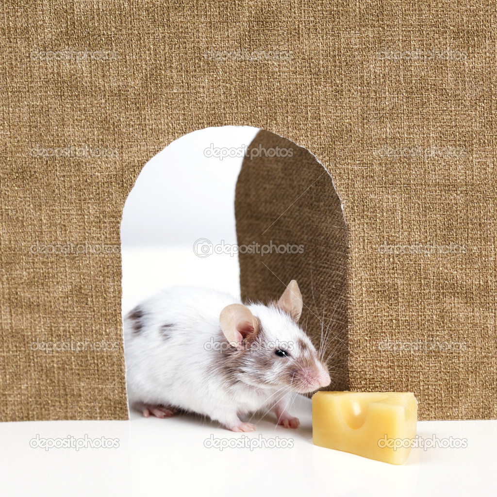mouse coming out of it's hole