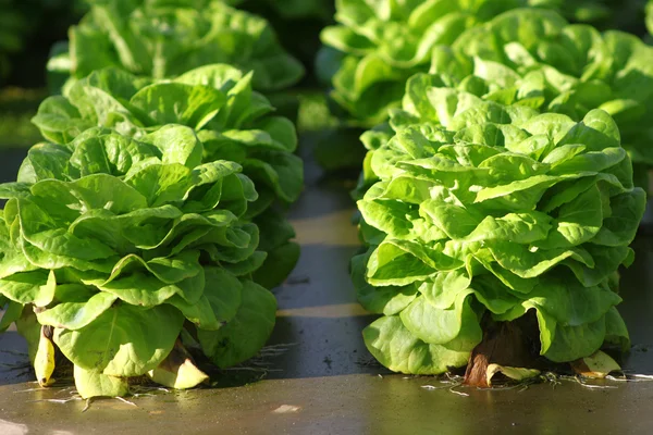 Lettuce — Stock Photo, Image