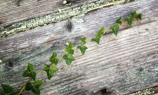 Ivy on the door — Stock Photo, Image