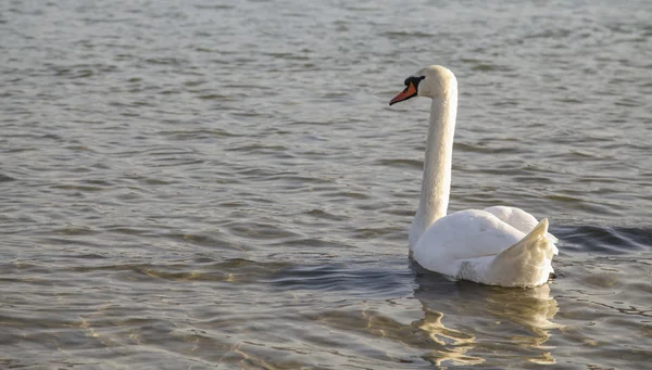 Swan in river — Stock Photo, Image