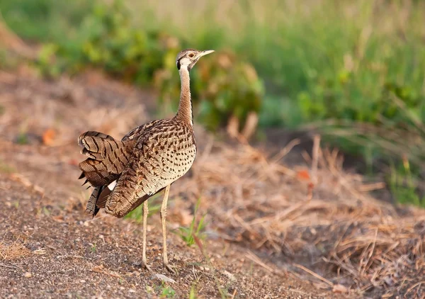 Korhaan promenader — Stockfoto