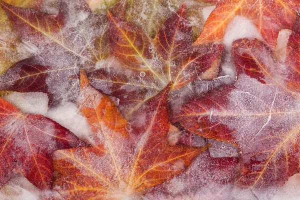 Bevroren Herfstbladeren — Stockfoto