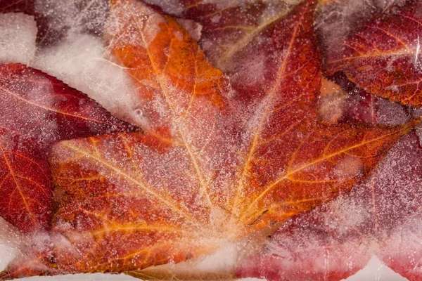 Gros plan des feuilles congelées — Photo