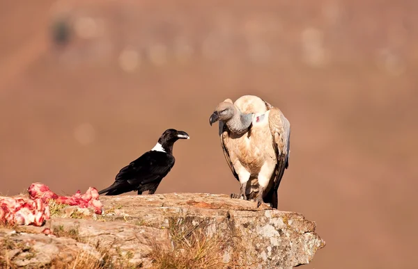 Capo Avvoltoio e corvo dal collo bianco — Foto Stock