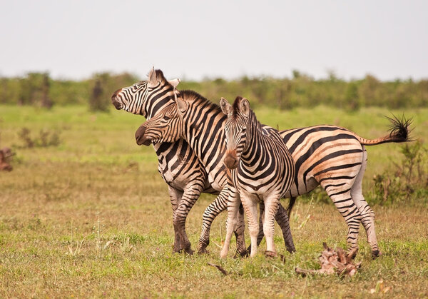 Three male zebras fighting on a grassland in Africa