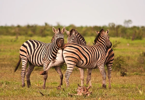 Three zebras fighting — Stock Photo, Image