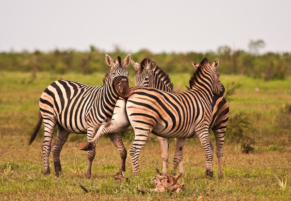 Three zebras fighting on grass plains