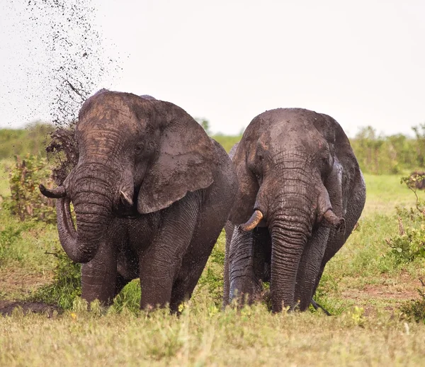 Dois elefantes tendo um banho de lama respingo — Fotografia de Stock