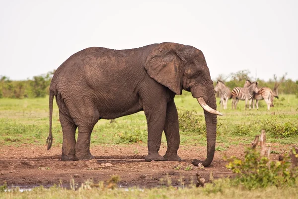 Elefante singolo in piedi alla pozza d'acqua — Foto Stock