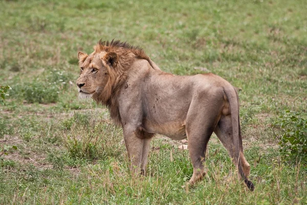 Lion portrait masculin gros plan — Photo