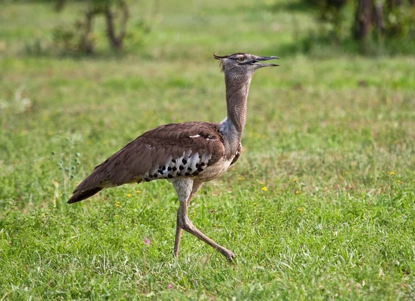 Kori Bustard walking on grass plain — Stock Photo, Image